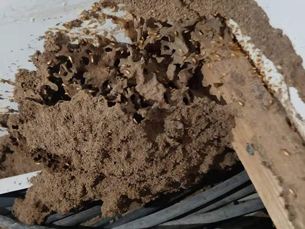 房屋建筑白蟻防治